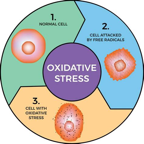 Oxidative Stress Diagram Vector Illustration Design Vector Art