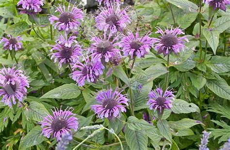 100 Seeds-wild Bergamot Wildflower Seeds j043-bee Balm | Etsy