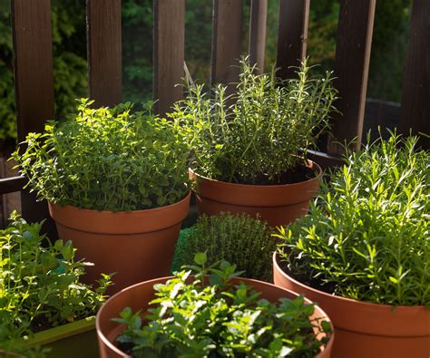 How to create a balcony herb garden: for a fragrant space | Homes and