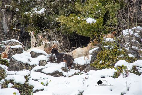 Maltempo In Sardegna Neve Nel Nuorese Ogliastra Vistanet