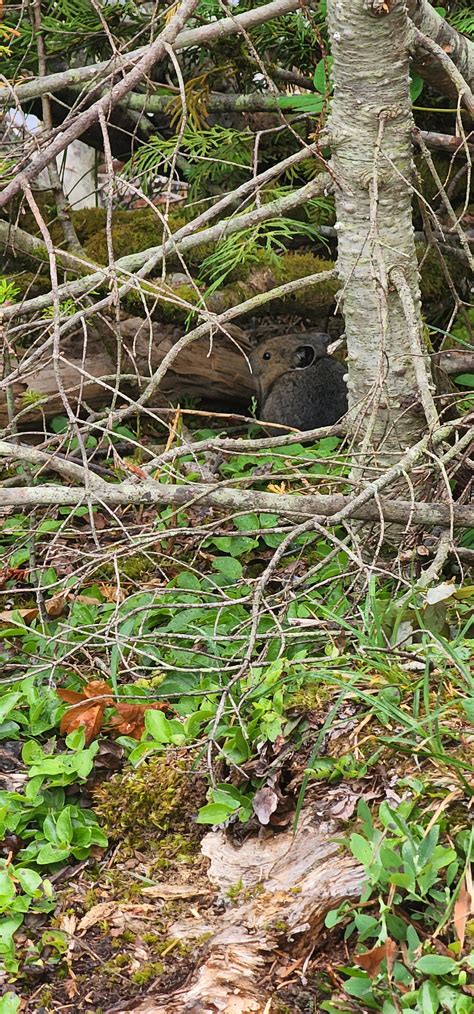 What is the best Universities for zoology? : zoology