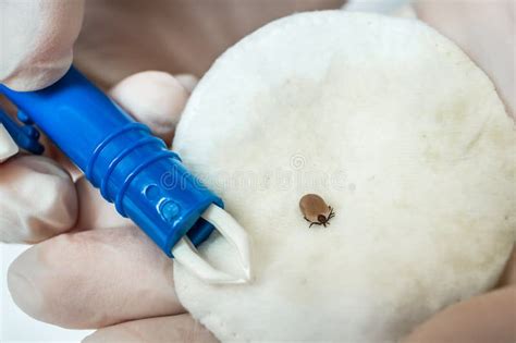 Veterinarian Doctor Removed a Tick from the Dog Stock Photo - Image of ...