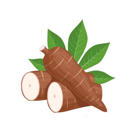 Vector Illustration Cassava Root Or Manihot Esculenta Also Known As