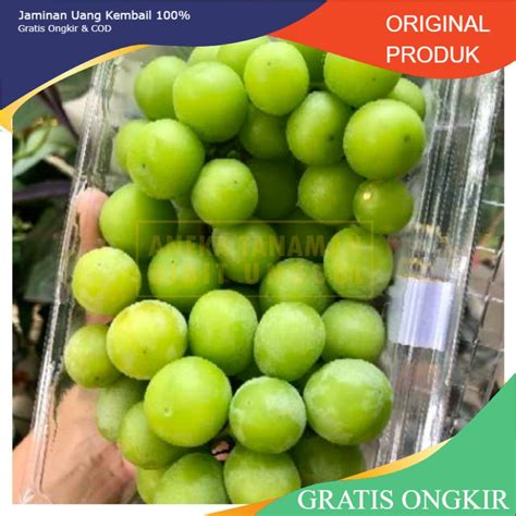 Jual Bibit Anggur Import New Shine Muscat Shopee Indonesia