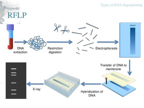 DNA Fingerprinting