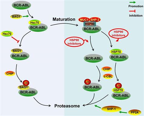 Regulatory Molecules And Corresponding Processes Of Bcr Abl Protein Degradation