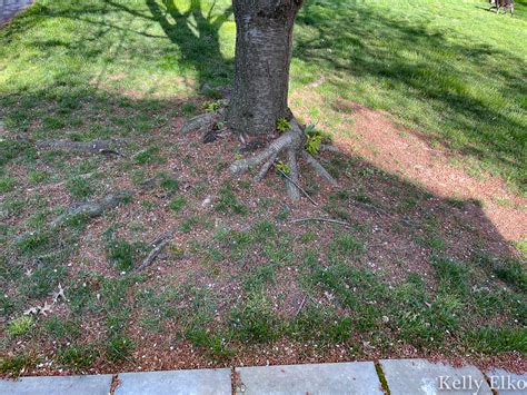 How To Plant Ground Cover Under A Tree Kelly Elko