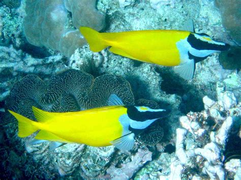 Great Barrier Reef Australia Foxface fish - 329 :: World All Details