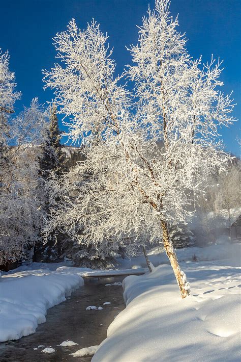 USA, Alaska. Stream and frosted trees in … – License image – 71414233 ...