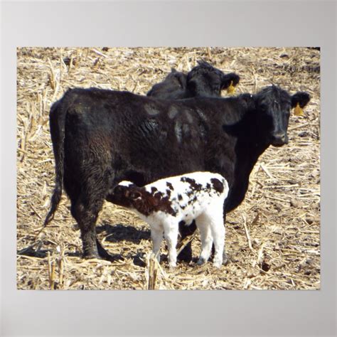 Cute Baby Calf Nursing on Mama Cow Poster | Zazzle.com