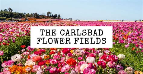 Visiting The Carlsbad Flower Fields Everything You Need To Know