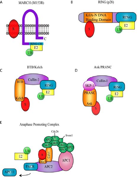 Poxvirus Encoded Ubiquitin Ligases A Membrane Associated Ring Ch Download Scientific Diagram