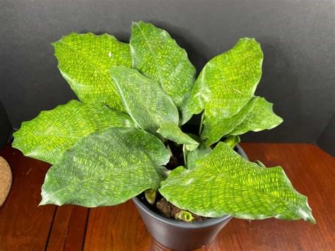 Calathea Musaica Care The Ultimate Guide