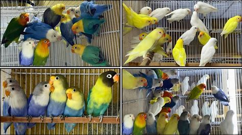 Arif Lovebirds Mutation Successful Breeding Setup YouTube