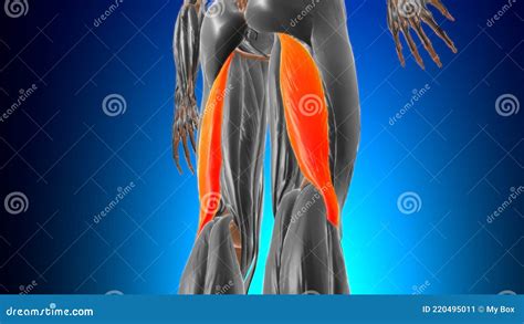 Long Head Of Biceps Femoris Muscle Anatomy For Medical Concept D Stock