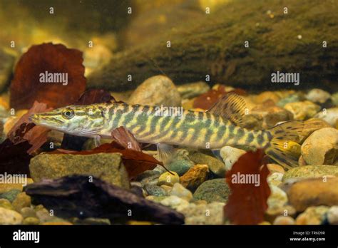 Pike Northern Pike Esox Lucius Swimming Juvenile Pike Side View