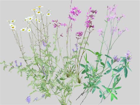 European Wildflowers 2 | 3D 꽃 | Unity Asset Store