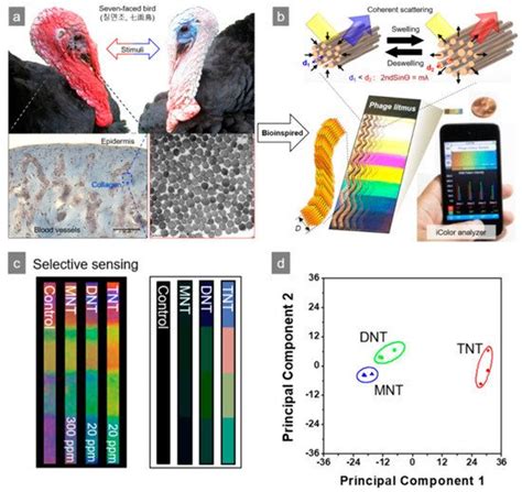 M13 Bacteriophage Based Biosensors Encyclopedia Mdpi