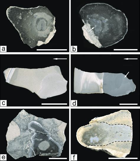 chert concretion  bedded limestone    preserved
