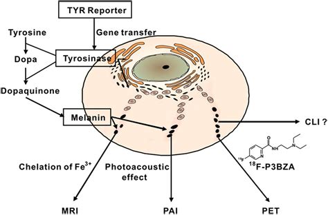 Molecular Structure of Tyrosinase and Melanin Production Pathways - ALBINISM