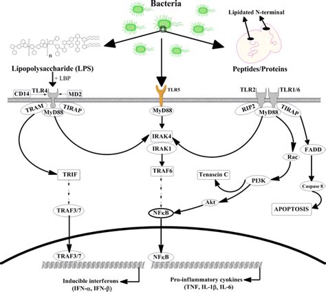 Schematic Representation Of Toll Like Receptor Signaling Pathway Tlrs Download Scientific