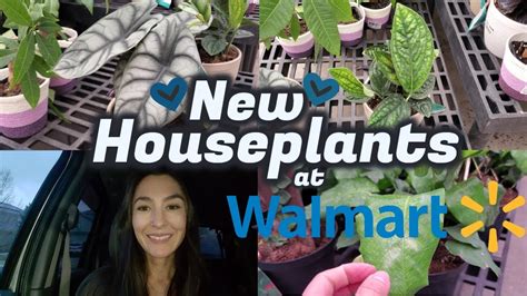 New Plants At Walmart Big Box Houseplant Shopping Plant Shop