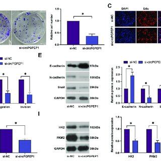 Silencing Circpgpep Inhibits Rcc Cell Proliferation Invasion