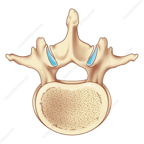 Lumbar Vertebrae Diagram