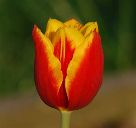 Eine 2 Farbige Tulpe Foto And Bild Pflanzen Pilze And Flechten Blüten