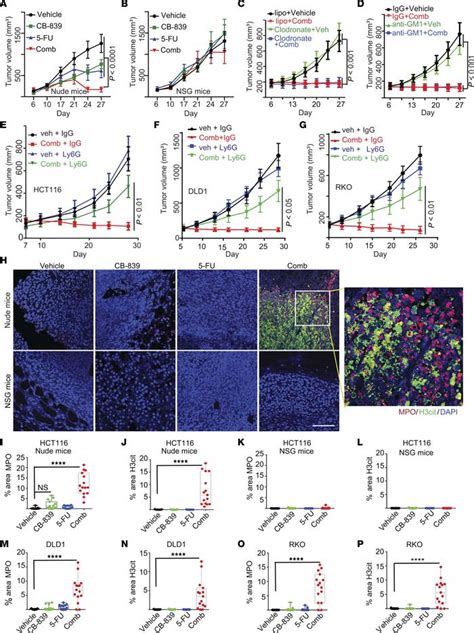 Jci Neutrophil Extracellular Traps Induced By Chemotherapy Inhibit