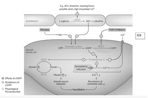 Solved Explain The Effect Of Inhibiting The Reaction Observed Cgmp