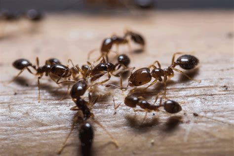 6 Types Of Black Ants In The Usa