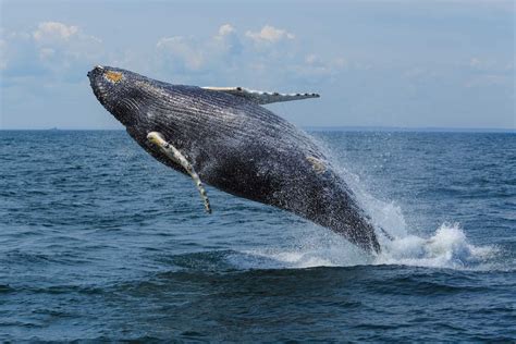 Whalewatching In Kanada Die Besten Spots Kanadastisch