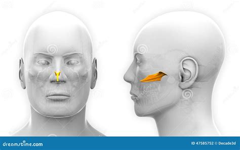 Male Vomer Skull Anatomy Isolated On White Stock Illustration