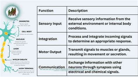 Nerve Cells (Neurons) Defination, Structure, Functions, Importance and more