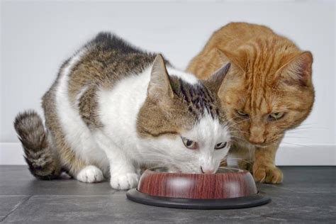 Que Pasa Si Mi Gato Come Comida Para Perros