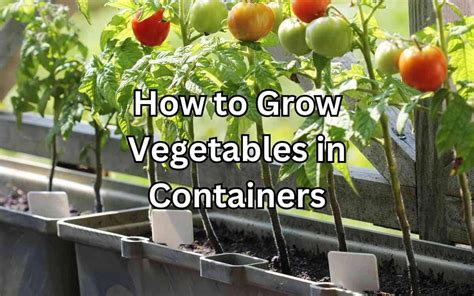 How To Grow Vegetables In Containers A Beginners Guide Simplify Gardening