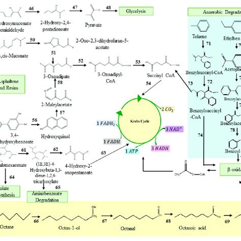 Terminal Degradation Steps Of Pahs Following Benzoate Degradation