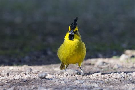 Yellow Cardinal | Colorful birds, Cardinal birds, Cardinal