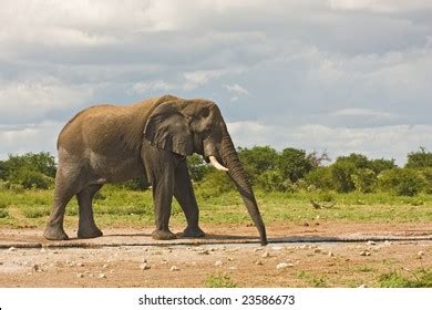 African Elephant Trunk Water Stock Photo 23586673 | Shutterstock