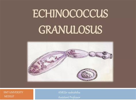 Echinococcus Granulosus PPT