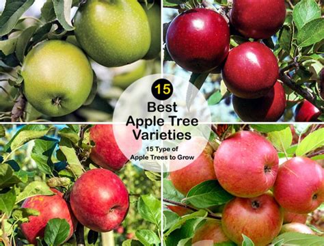 15 Type Of Apple Trees To Grow Best Apple Tree Varieties