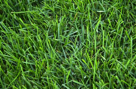 Green Grass Is Shown In Close Up View