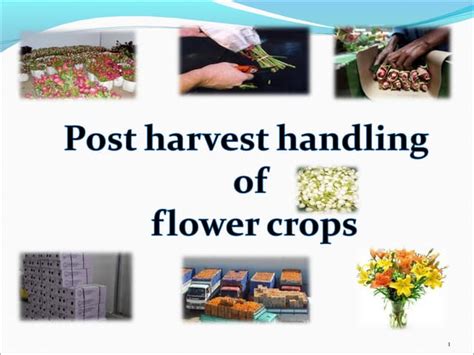 Cut Flower Production In Sl