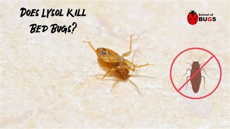 Does Lysol Kill Bed Bugs School Of Bugs