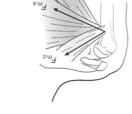 Biomechanical Concepts Flashcards Quizlet