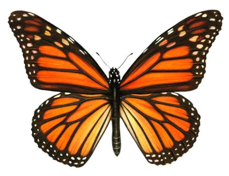 31 WINGING THESE ILLUSTRATIONS Butterfly Illustration Orange