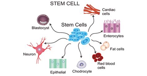 Stem cells - All about their unique abilities and more