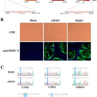 The Assembly Of The Full Length Pedv Cdna Clone And Recovery Of Rpedv