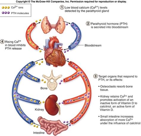 Associate Degree Nursing Physiology Review Artofit